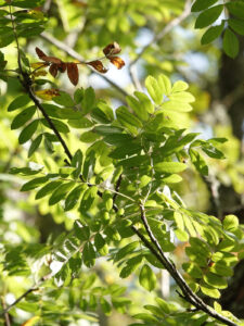 Photo de feuilles de cormier