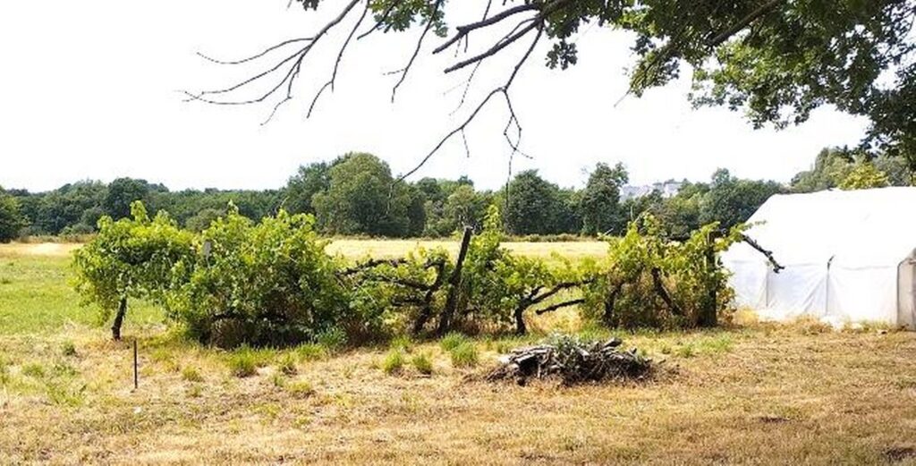 Photo d'une vieille vigne sur un reste de palissage en bordure de jardin/prairie