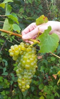 Photo d'une grappe de vigne, raisin vert clair, dont la tige est tenue par une main