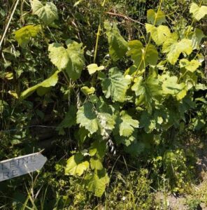 Photo d'un pied de vigne avec un panneau au pied indiquant le nom du cépage : Magdeleine noire des Charentes